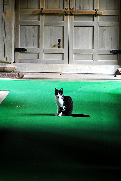 大乗寺の猫.jpg
