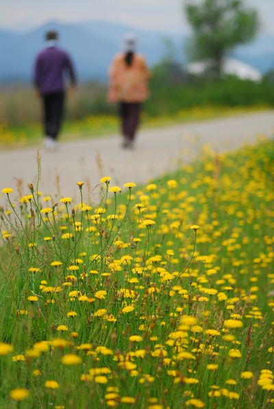 花咲く木場潟.jpg
