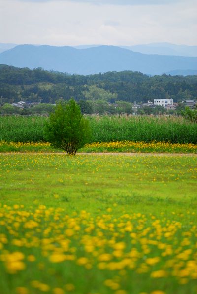 花咲く木場潟1.jpg