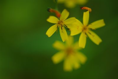 花咲く木場潟3.jpg