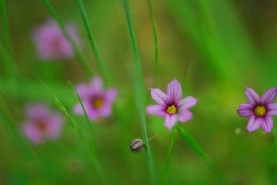 花咲く木場潟4.jpg