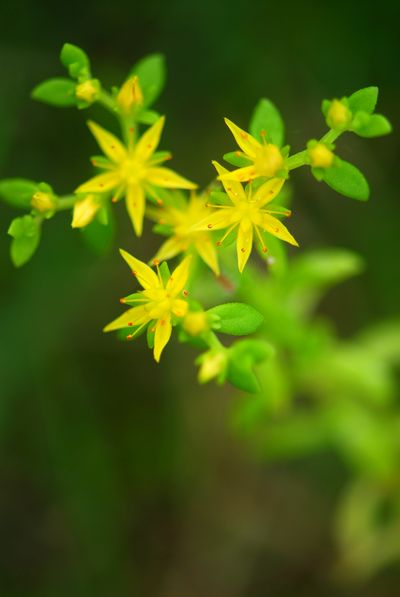 花咲く木場潟6.jpg