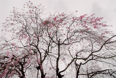 枝垂れ桜.jpg