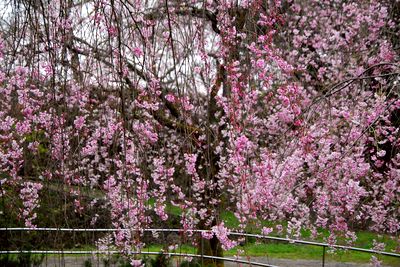 枝垂れ桜1.jpg