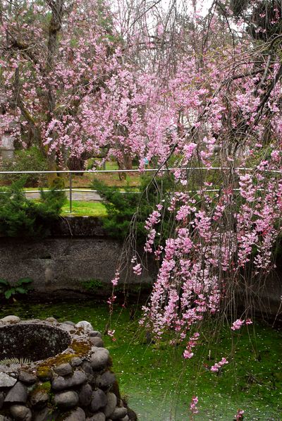 枝垂れ桜2.jpg