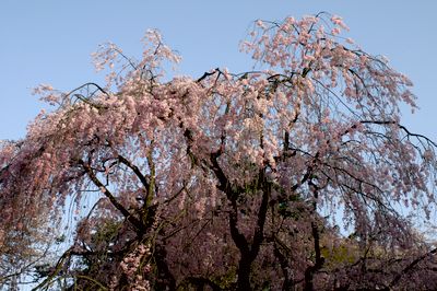 枝垂れ桜3.jpg