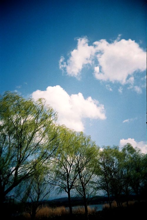 春の木場潟2.jpg