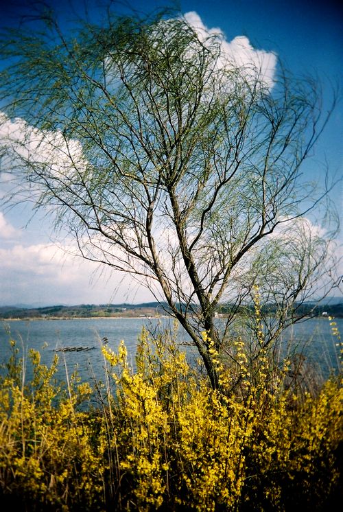 春の木場潟5.jpg