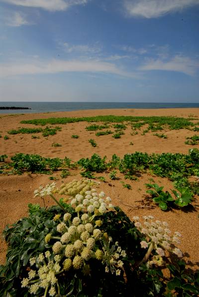 初夏の塩屋海岸3.jpg