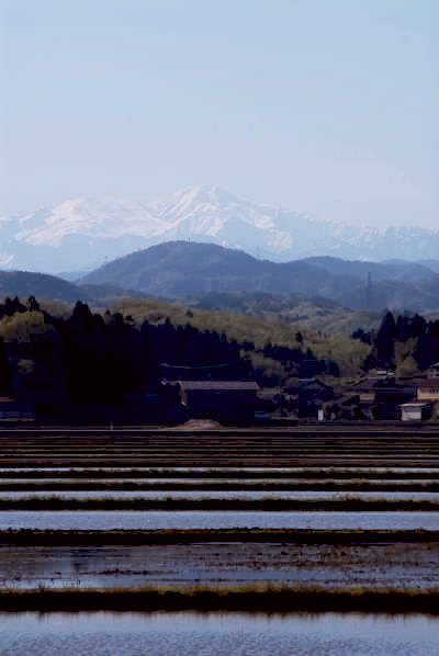 白山と水田.jpg