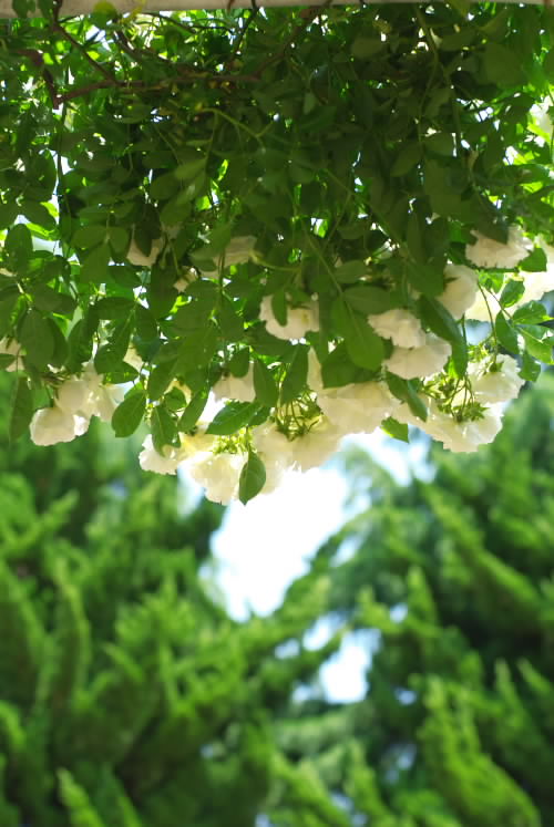 美しい薔薇4.jpg