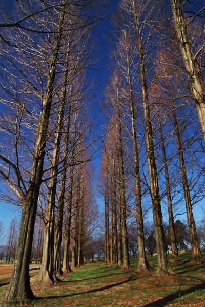 木場潟公園1.jpg