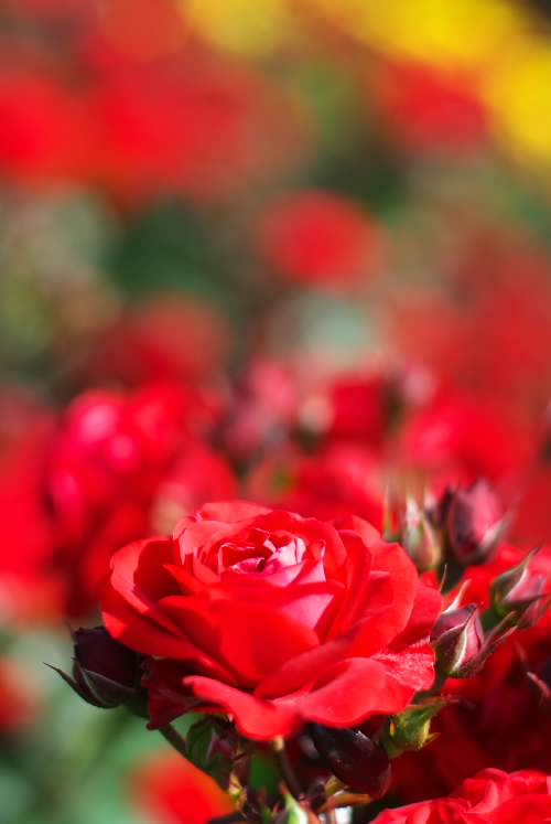 薔薇は美しい.jpg