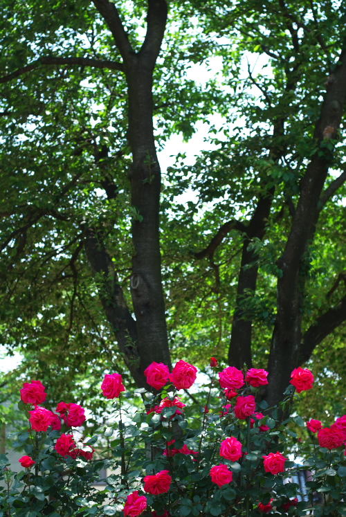 薔薇は美しい1.jpg