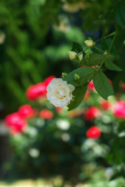 薔薇は美しい2.jpg