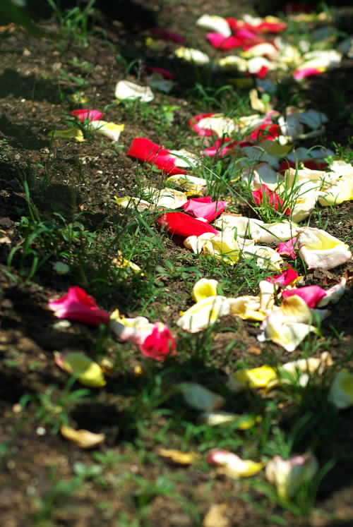 薔薇は美しい3.jpg
