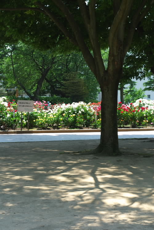 薔薇は美しい6.jpg